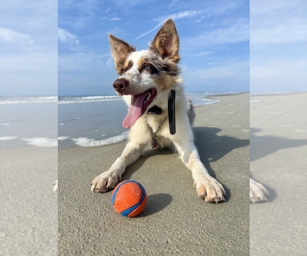 Medium Photo #1 Border Collie Puppy For Sale in MARYVILLE, TN, USA