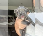 Small #5 French Bulldog