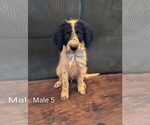 Puppy Puppy 5 Aussiedoodle-Labradoodle Mix
