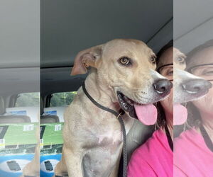 Medium American Pit Bull Terrier-Labrador Retriever Mix