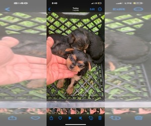 Yorkshire Terrier Puppy for sale in HOMESTEAD, FL, USA