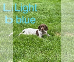 German Shorthaired Pointer Puppy for sale in MELROSE, MN, USA