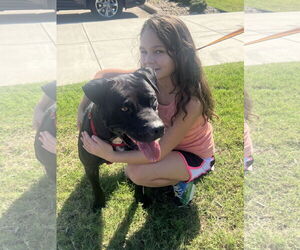 Labrador Retriever-Unknown Mix Dogs for adoption in Euless, TX, USA