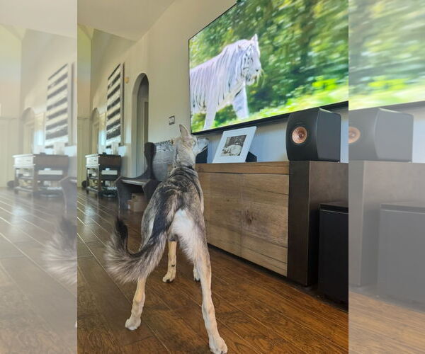 Medium Photo #7 German Shepherd Dog-Unknown Mix Puppy For Sale in Houston, TX, USA