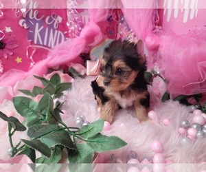 Yorkshire Terrier Puppy for sale in HARKER HEIGHTS, TX, USA