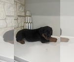 Small Photo #4 Rottweiler Puppy For Sale in FORT WORTH, TX, USA