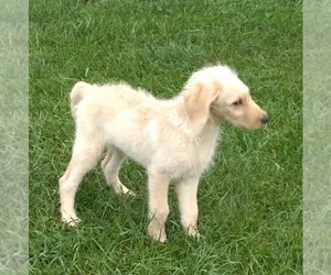 Labradoodle Puppy for sale in JEFFERSONTOWN, KY, USA