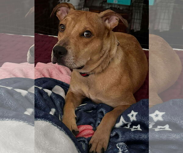 Medium Photo #2 Catahoula Leopard Dog-Unknown Mix Puppy For Sale in Germantown, OH, USA