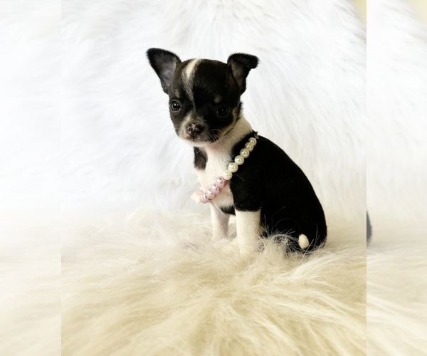 Medium Photo #4 Chihuahua Puppy For Sale in SACRAMENTO, CA, USA