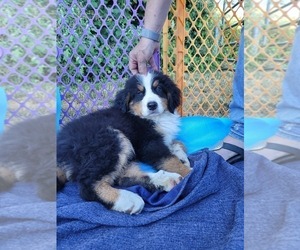 Bernese Mountain Dog Dogs for adoption in SOUTHWORTH, WA, USA