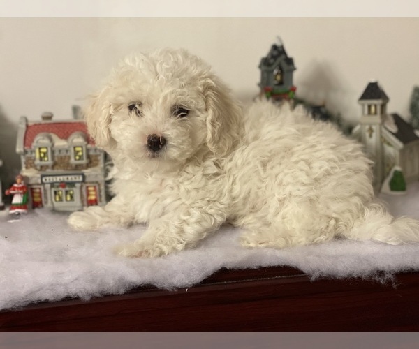 Medium Photo #1 Maltipoo (Miniature) Puppy For Sale in CLEVELAND, TN, USA