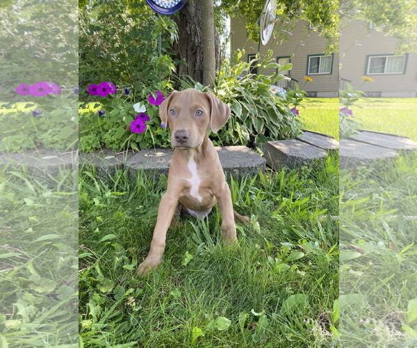 Medium Photo #1 Doberman Pinscher-Unknown Mix Puppy For Sale in Minneaoplis, MN, USA