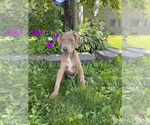 Small Doberman Pinscher Mix
