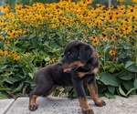 Puppy Gracie Rottweiler