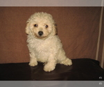 Small Poodle (Toy)