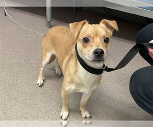 Chihuahua Dogs for adoption in San Bernardino, CA, USA