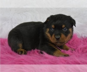 Rottweiler Puppy for sale in LAKE RONKONKOMA, NY, USA