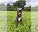 Small #14 American Pit Bull Terrier-Labrador Retriever Mix