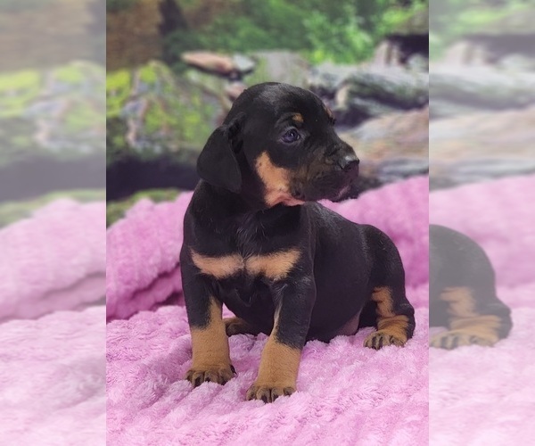 Medium Photo #4 Catahoula Leopard Dog Puppy For Sale in CUMBY, TX, USA