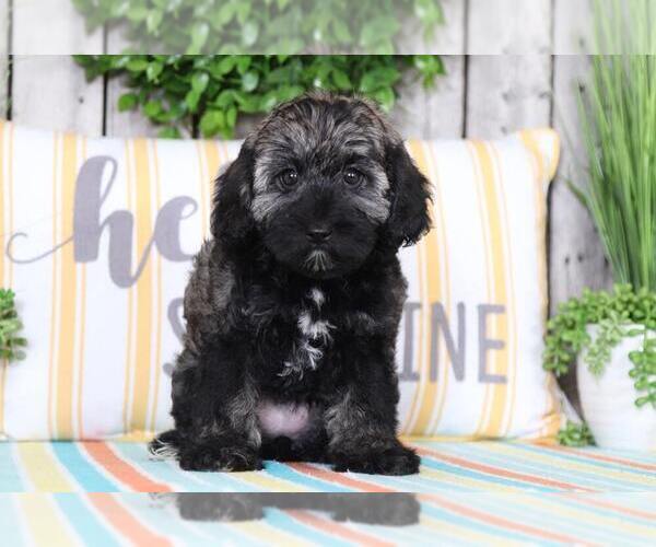 Medium Photo #1 Schnoodle (Standard) Puppy For Sale in MOUNT VERNON, OH, USA