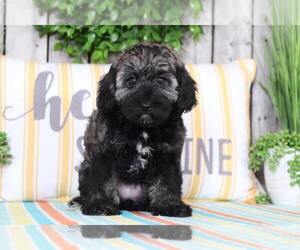 Schnoodle (Standard) Puppy for sale in MOUNT VERNON, OH, USA