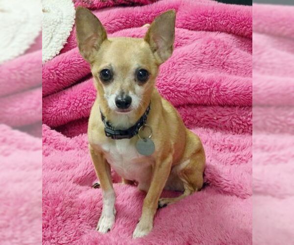 Medium Photo #4 Chihuahua Puppy For Sale in Tustin, CA, USA