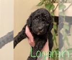 Small Photo #23 Goldendoodle-Poodle (Standard) Mix Puppy For Sale in GRESHAM, OR, USA