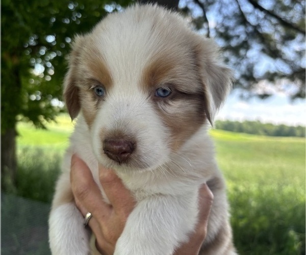 Medium Photo #3 Australian Shepherd Puppy For Sale in TIGERTON, WI, USA