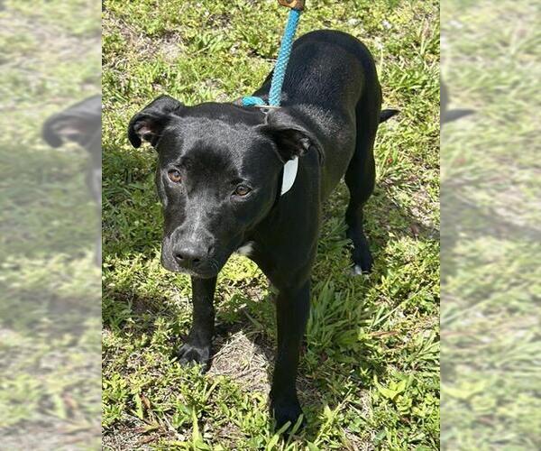 Medium Photo #1 Labrador Retriever Puppy For Sale in Fort Lauderdale, FL, USA