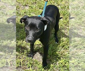 Labrador Retriever Dogs for adoption in Fort Lauderdale, FL, USA