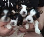 Small Photo #4 Biewer Terrier Puppy For Sale in SAN DIEGO, CA, USA