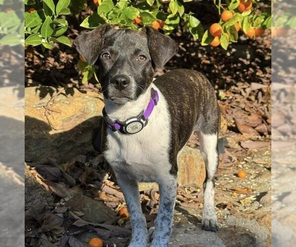 Medium Photo #9 Jack Russell Terrier-Unknown Mix Puppy For Sale in San Diego, CA, USA