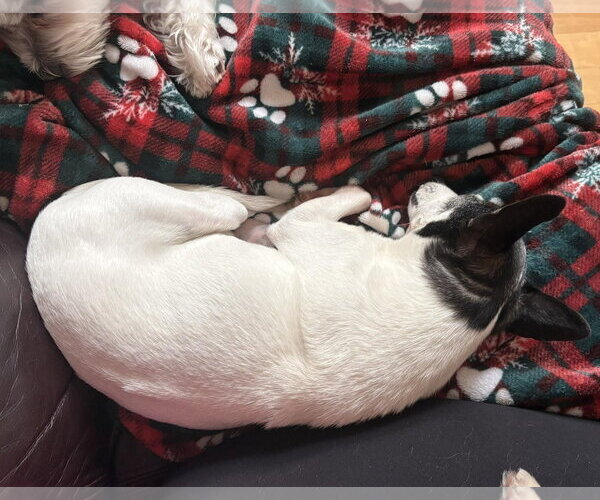 Medium Photo #16 Chihuahua-Unknown Mix Puppy For Sale in Boonton, NJ, USA