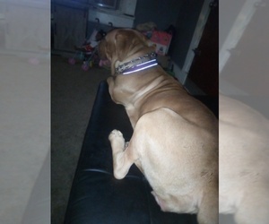 Cane Corso Puppy for sale in DAYTON, OH, USA