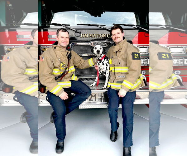 Medium Photo #3 Dalmatian Puppy For Sale in Sandy, UT, USA