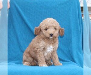 Goldendoodle (Miniature) Puppy for sale in AIRVILLE, PA, USA