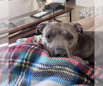 Small #2 Mutt