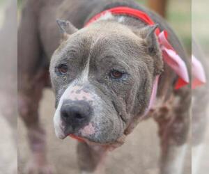 American Staffordshire Terrier-Unknown Mix Dogs for adoption in San Antonio, TX, USA