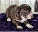 Small #6 Miniature Australian Shepherd-Miniature Bernedoodle Mix