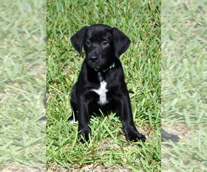 Dalmatian-German Shepherd Dog Mix Puppy for sale in RIVERVIEW, FL, USA