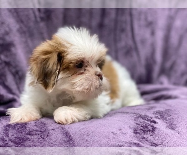 Medium Photo #10 Lhasa Apso Puppy For Sale in LAKELAND, FL, USA