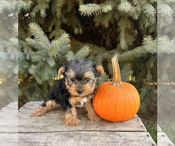 Medium Photo #5 Yorkshire Terrier Puppy For Sale in MIDDLEBURY, IN, USA
