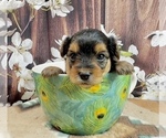 Small #3 Morkie