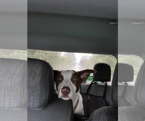 Medium Photo #5 Bull Terrier-Unknown Mix Puppy For Sale in Spring Lake, NJ, USA