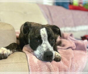 Bella - Female American Staffordshire Terrier-German Shepherd Dog Mix Dog for Adoption - Photo #11