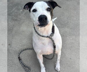 Boxer-Unknown Mix Dogs for adoption in Palmetto, FL, USA
