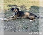 Small American Pit Bull Terrier-Beagle Mix