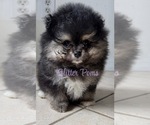 Small #1 Pomeranian