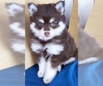 Small #7 Pomsky