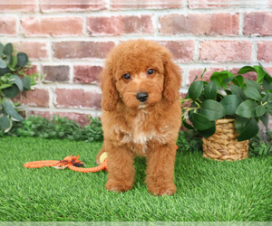Goldendoodle mix (+ Poodle Miniature) Puppy for sale in SYRACUSE, IN, USA
